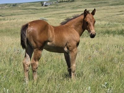 Whiskey Up ZZ Top JW <BR>AQHA 6494224